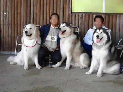 色々な犬種の画像トピ