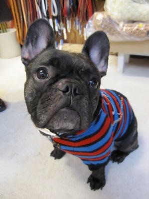 色々な犬種の画像トピ
