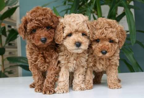 色々な犬種の画像トピ
