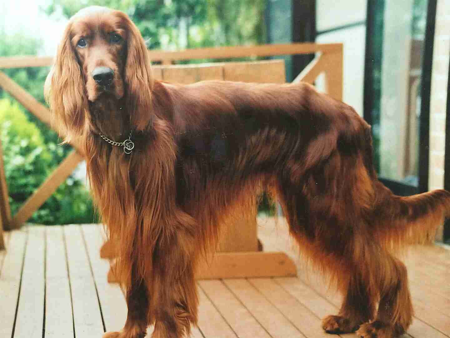色々な犬種の画像トピ