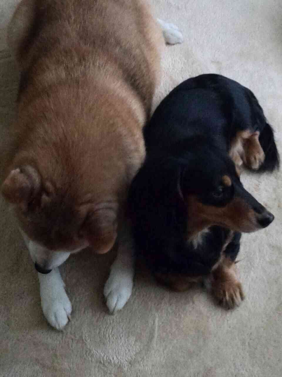 色々な犬種の画像トピ