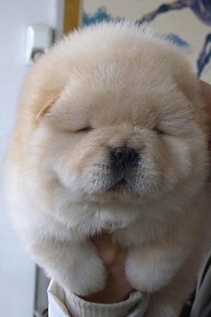 色々な犬種の画像トピ