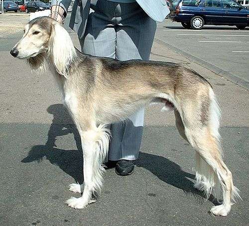 色々な犬種の画像トピ