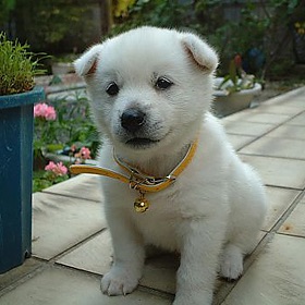 色々な犬種の画像トピ