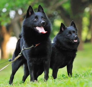 色々な犬種の画像トピ