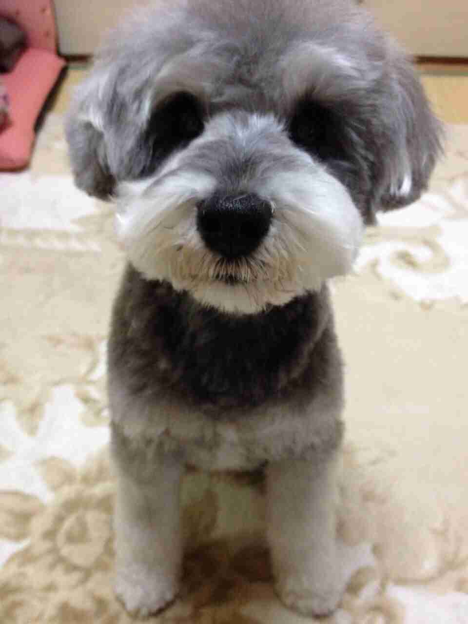 色々な犬種の画像トピ