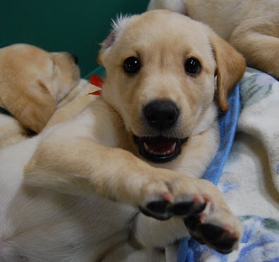 色々な犬種の画像トピ