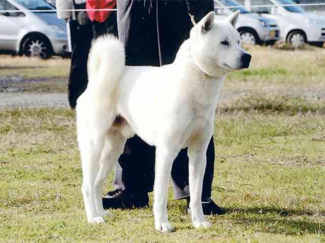 色々な犬種の画像トピ