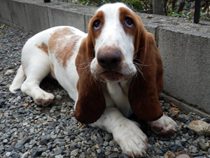 色々な犬種の画像トピ