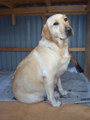 色々な犬種の画像トピ