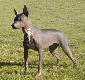 色々な犬種の画像トピ