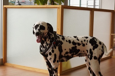 色々な犬種の画像トピ