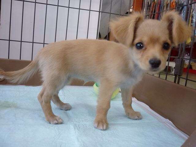 色々な犬種の画像トピ