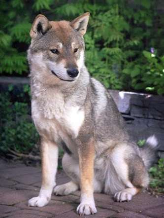 色々な犬種の画像トピ