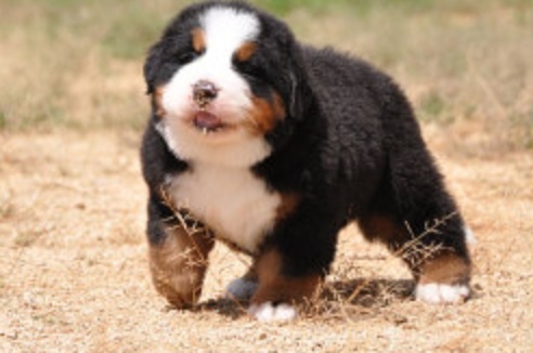 色々な犬種の画像トピ