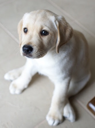 色々な犬種の画像トピ