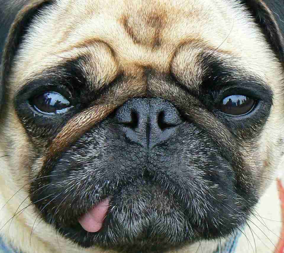 色々な犬種の画像トピ