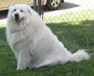 色々な犬種の画像トピ