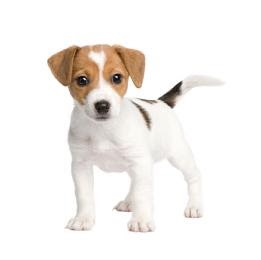 色々な犬種の画像トピ