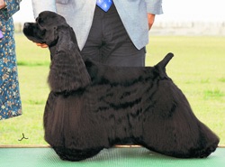 色々な犬種の画像トピ