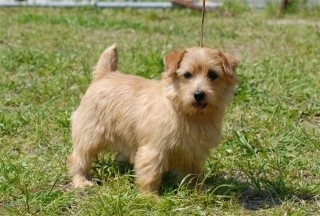 色々な犬種の画像トピ