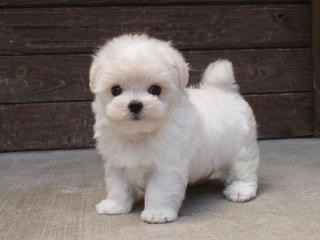 色々な犬種の画像トピ