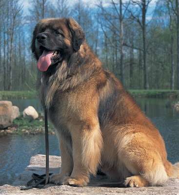 色々な犬種の画像トピ