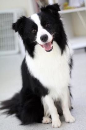 色々な犬種の画像トピ