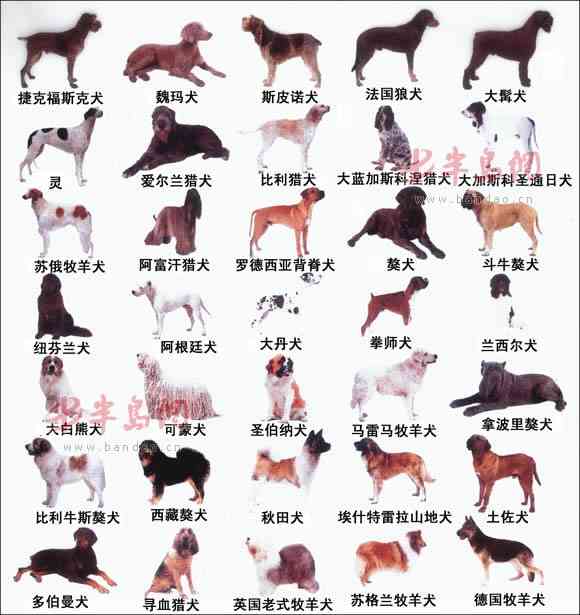 色々な犬種の画像トピ