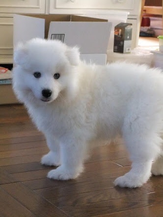 色々な犬種の画像トピ