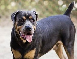 色々な犬種の画像トピ