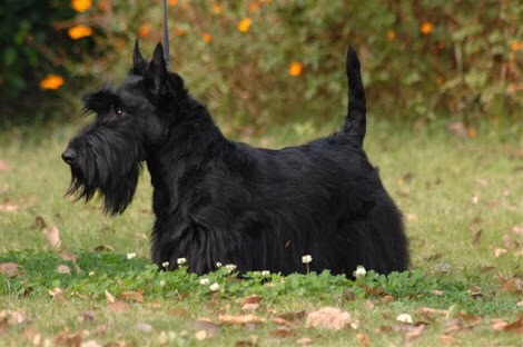色々な犬種の画像トピ