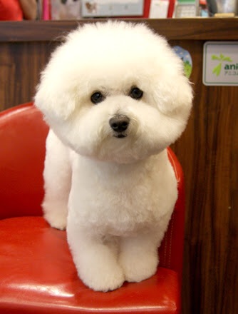 色々な犬種の画像トピ