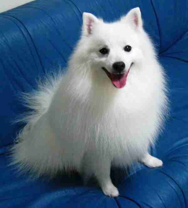 色々な犬種の画像トピ