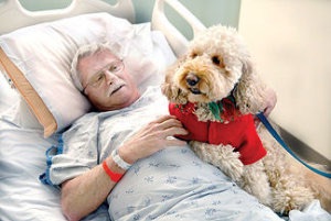色々な犬種の画像トピ