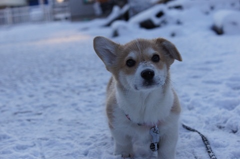 色々な犬種の画像トピ