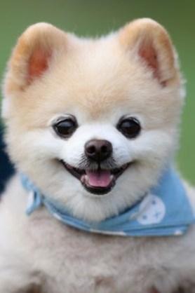 色々な犬種の画像トピ