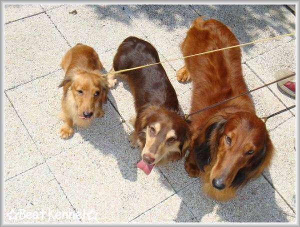 色々な犬種の画像トピ