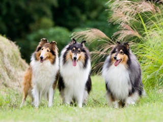 色々な犬種の画像トピ