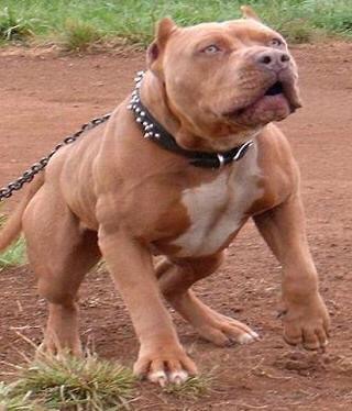 色々な犬種の画像トピ