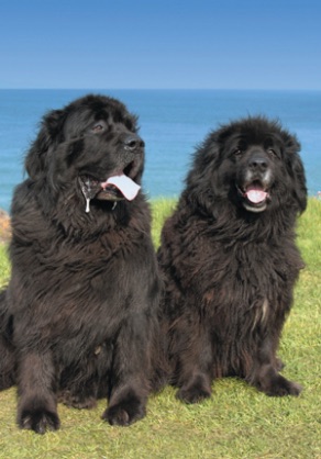 色々な犬種の画像トピ