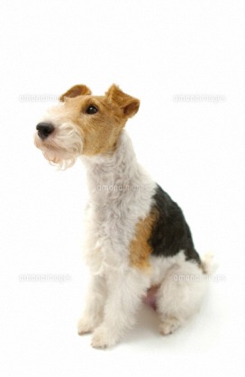 色々な犬種の画像トピ
