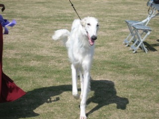 色々な犬種の画像トピ
