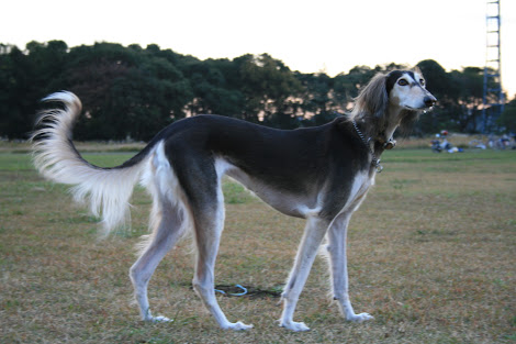 色々な犬種の画像トピ