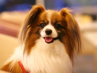 色々な犬種の画像トピ