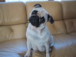 色々な犬種の画像トピ