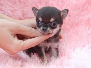 色々な犬種の画像トピ
