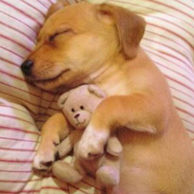 とにかく自分が癒される画像トピ
