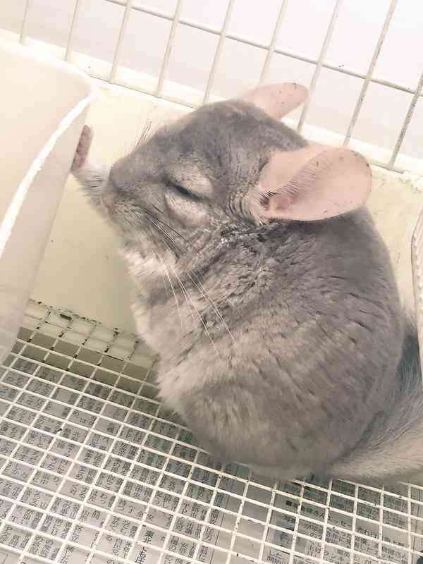 とにかく自分が癒される画像トピ