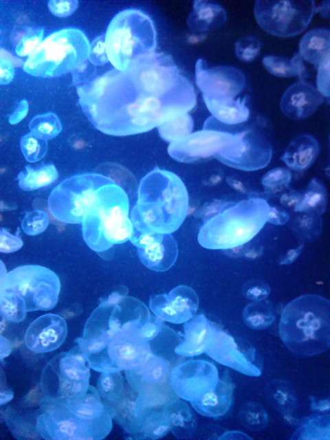 とにかく自分が癒される画像トピ